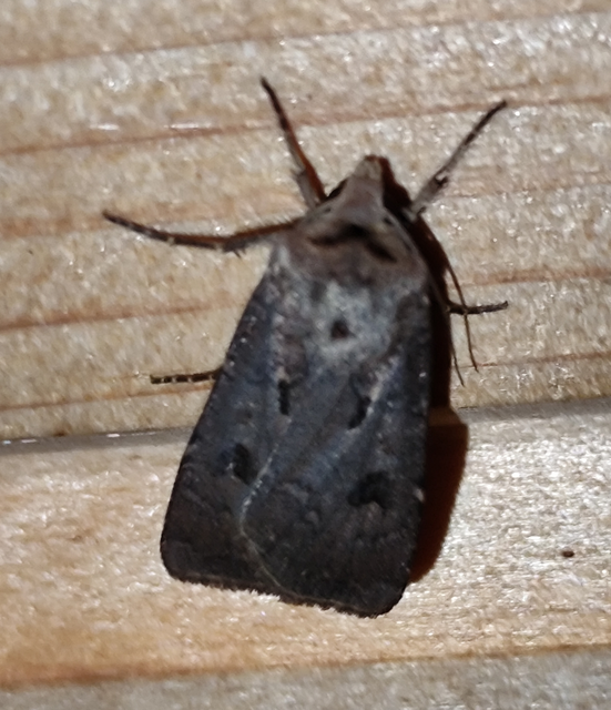 felkiáltójeles földibagoly - Agrotis exclamationis