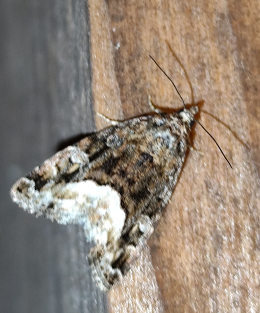 fehérsávos apróbagoly - Protodeltote pygarga