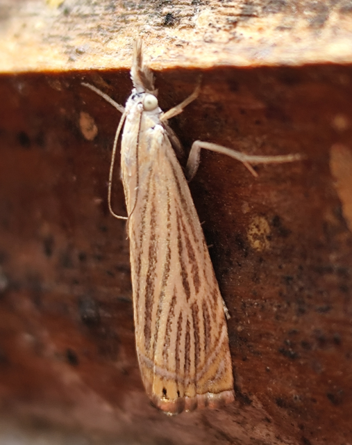 Chrysoteuchia culmella - kerti fűgyökérmoly