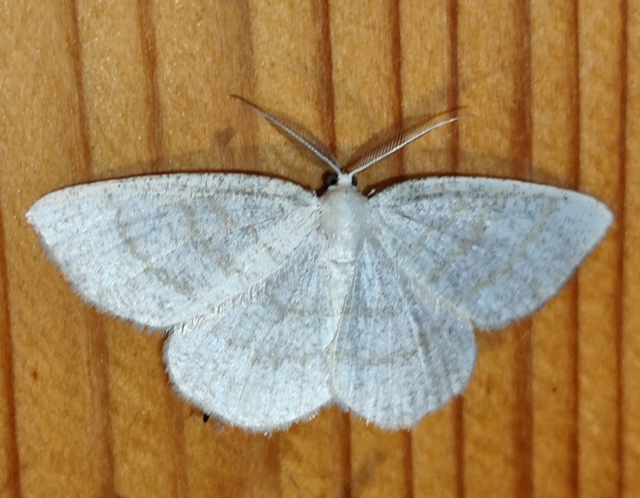 Cabera exanthemata - pettyes égeraraszoló