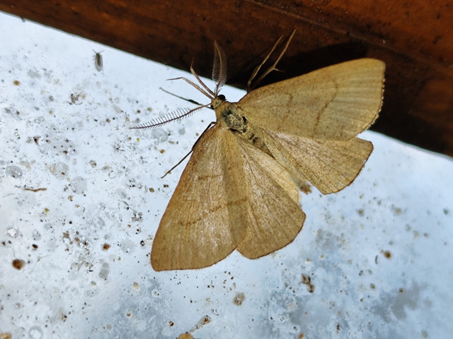 sötétaljú karcsúbagoly - Polypogon tentacularia