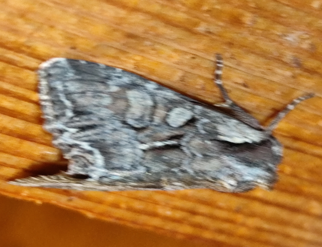 Lacanobia thalassina - borbolya-kertibagoly