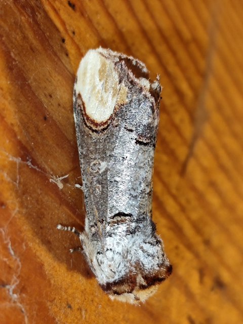 sárgafoltos púposszövő - Phalera bucephala