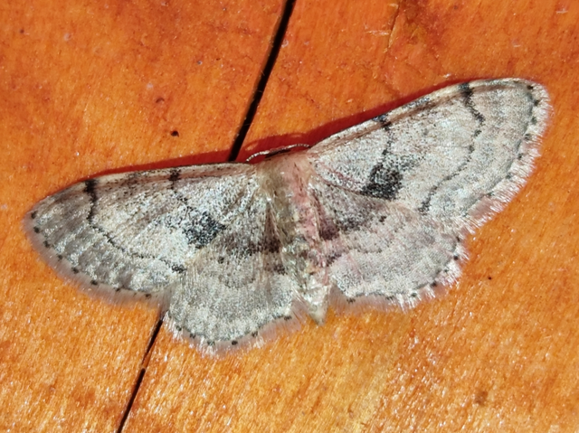 sötétfoltos apróaraszoló - Idaea laevigata