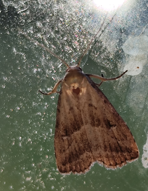 lápi karcsúbagoly - Hypenodes humidalis