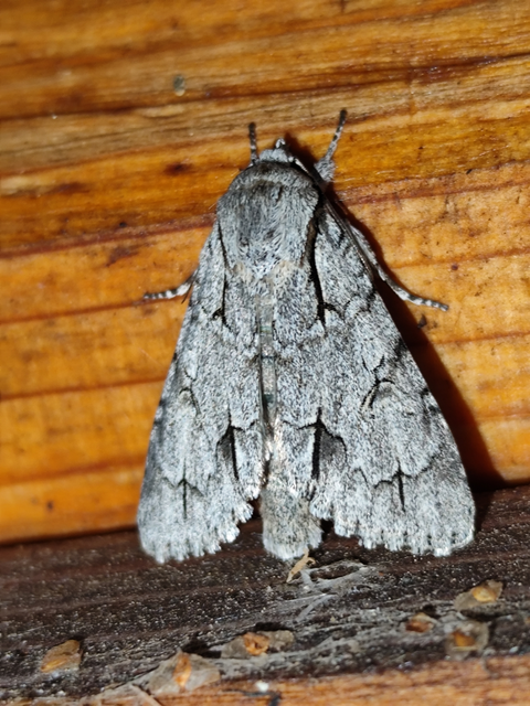 Acronicta cuspis/tridens/psi