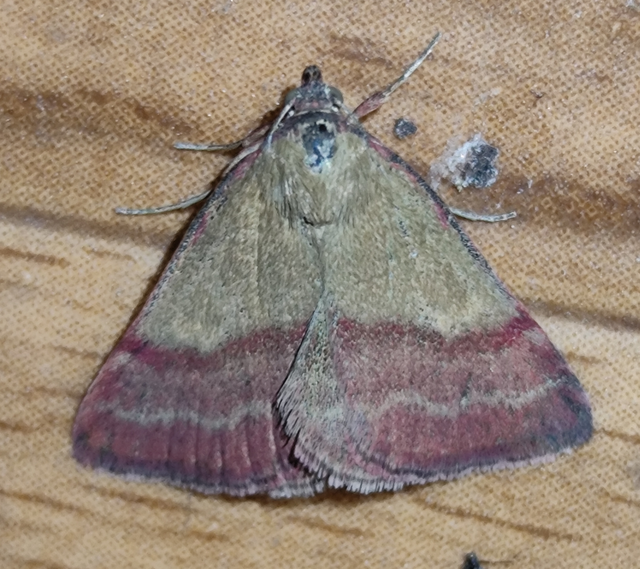 pirossávos bagoly - Phytometra viridaria