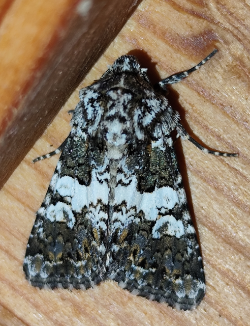 fehérsávos szegfűbagoly - Hadena compta