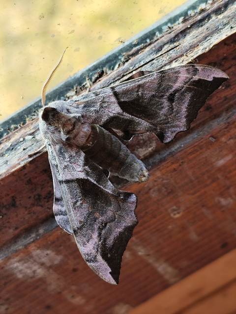 esti pávaszem - Smerinthus ocellatus