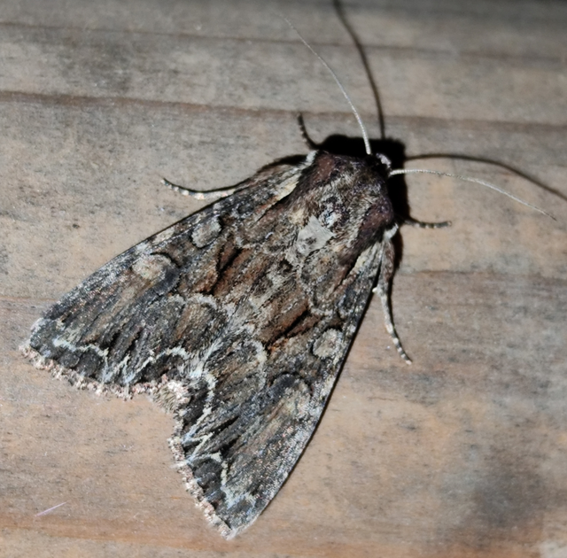 Lacanobia thalassina - borbolya-kertibagoly