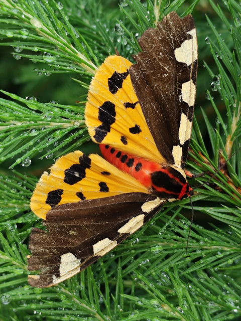 óriás medvelepke - Pericallia matronula