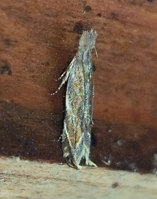 Sophronia
