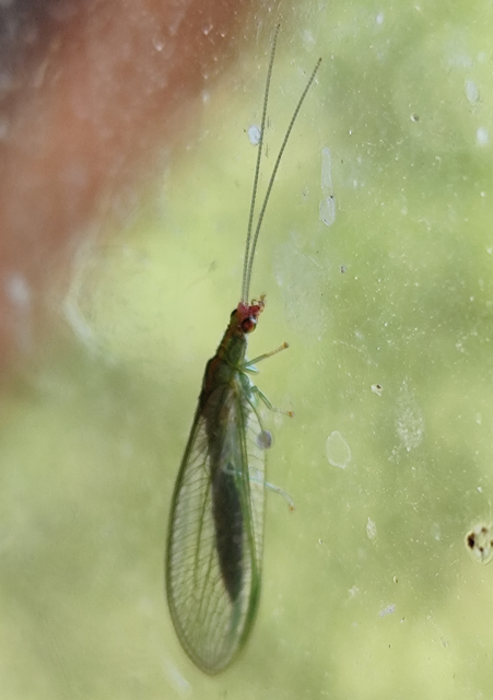 Peyerimhoffina gracilis