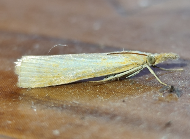 Pediasia luteella - agyagsárga fűgyökérmoly