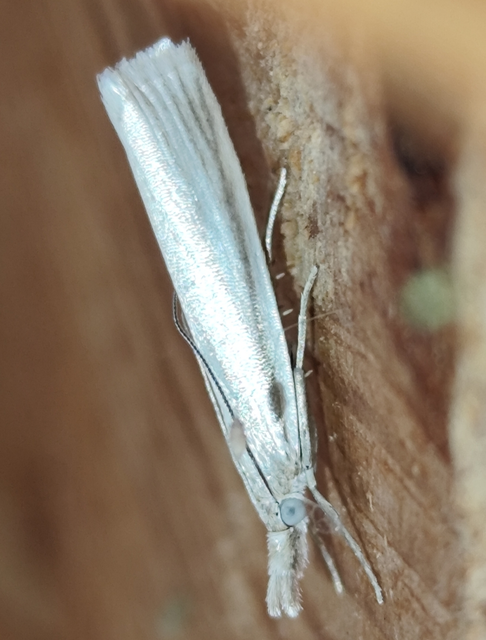 Crambus perlella - gyöngyházas fűgyökérmoly