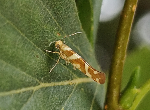 égerbarka-aranymoly - Argyresthia goedartella