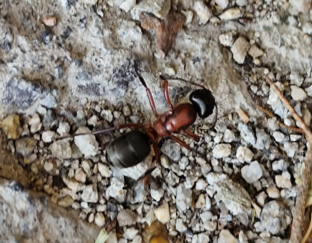 Formica sanguinea - vérvörös rablóhangya