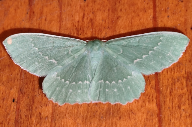 Geometra papilionaria - nagy zöldaraszoló