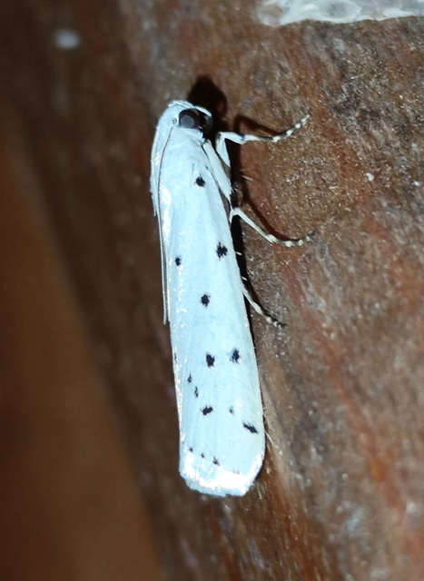 pettyes karcsúmoly - Myelois circumvoluta