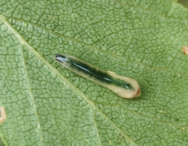 Caliroa annulipes