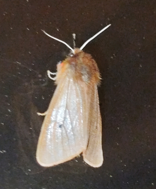 füstös medvelepke - Phragmatobia fuliginosa