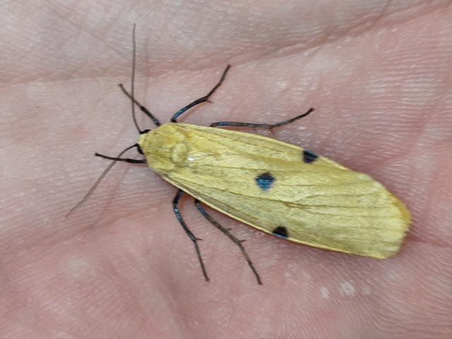 négypettyes zuzmószövő - Lithosia quadra