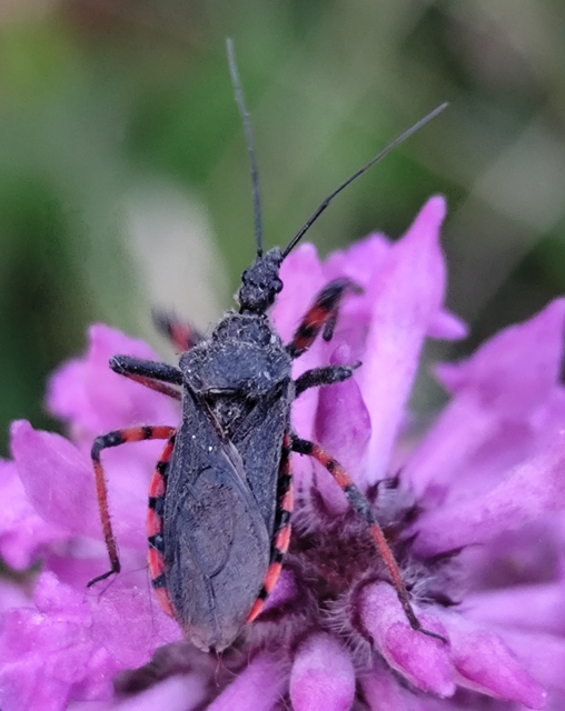 gyűrűslábú gyilkospoloska - Rhynocoris annulatus