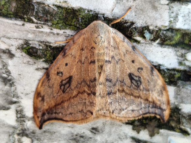 nyárfa-sarlósszövő - Drepana falcataria