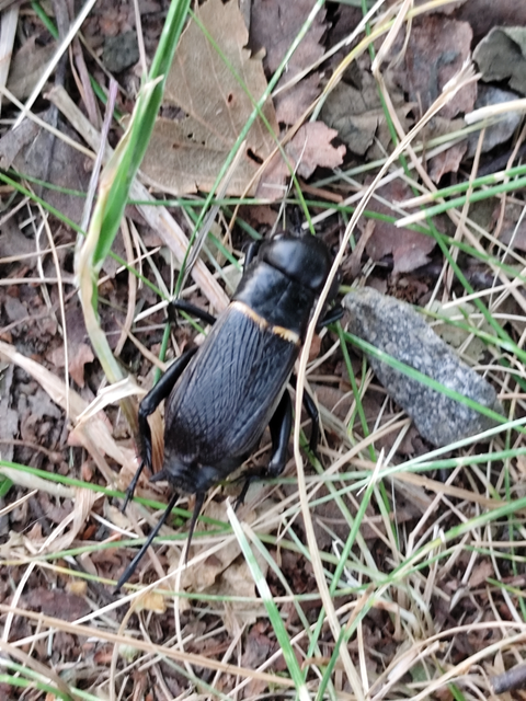 mezei tücsök - Gryllus campestris