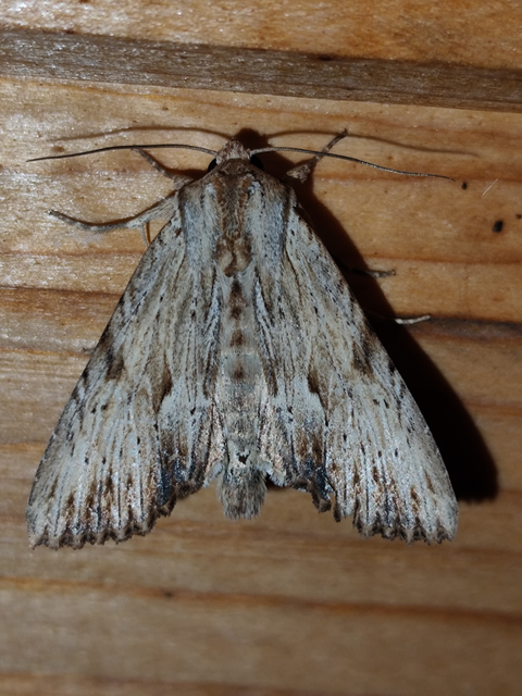 fakó dudvabagoly - Apamea lithoxylaea