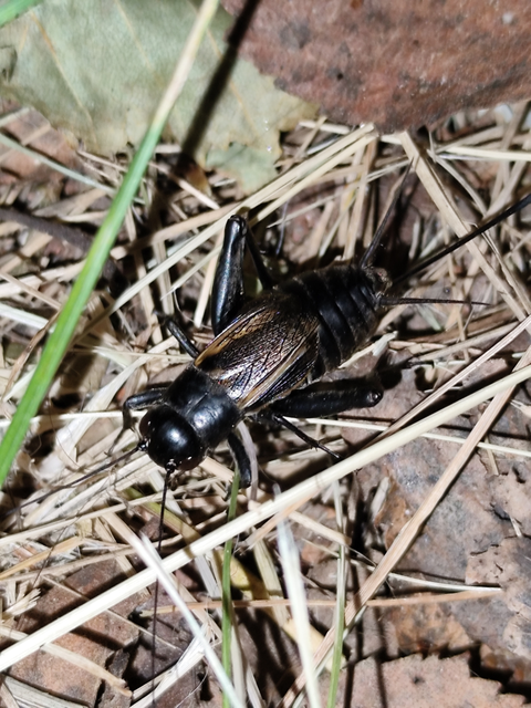 fekete tücsök - Melanogryllus desertus