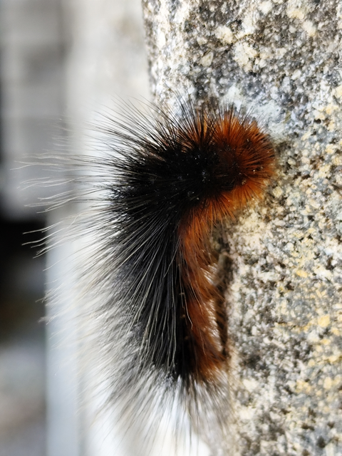 közönséges medvelepke - Arctia caja