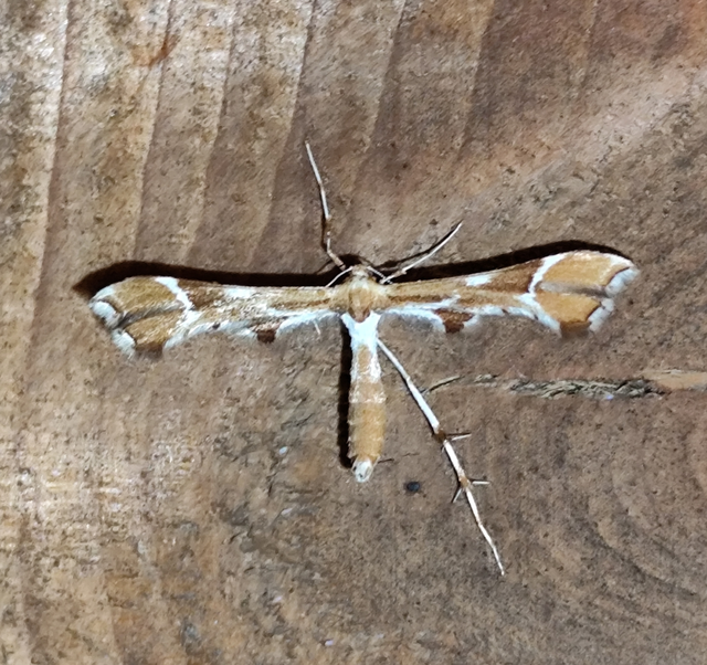 Cnaemidophorus rhododactyla - rózsabogyó-tollasmoly