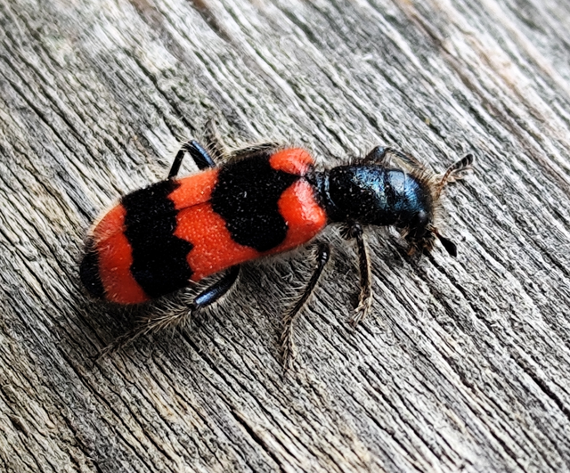 szalagos méhészbogár - Trichodes apiarius