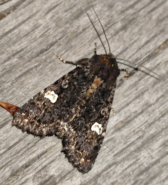 fehérfoltos kertibagoly - Melanchra persicariae