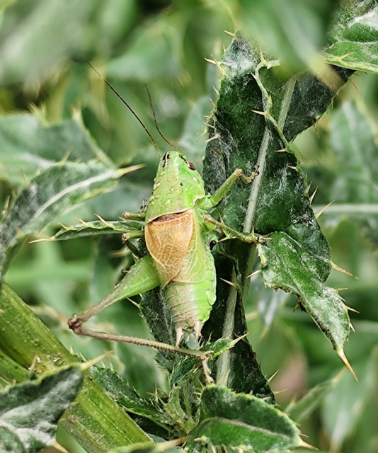 Pholidoptera frivaldszkyi