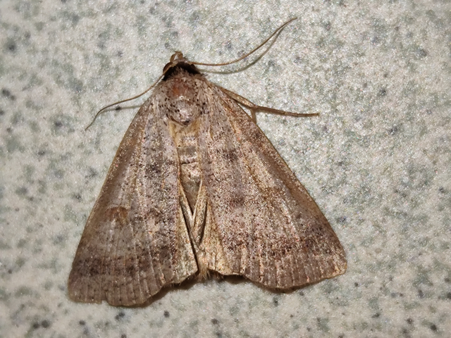 Lygephila viciae - hegyi csüdfűbagoly