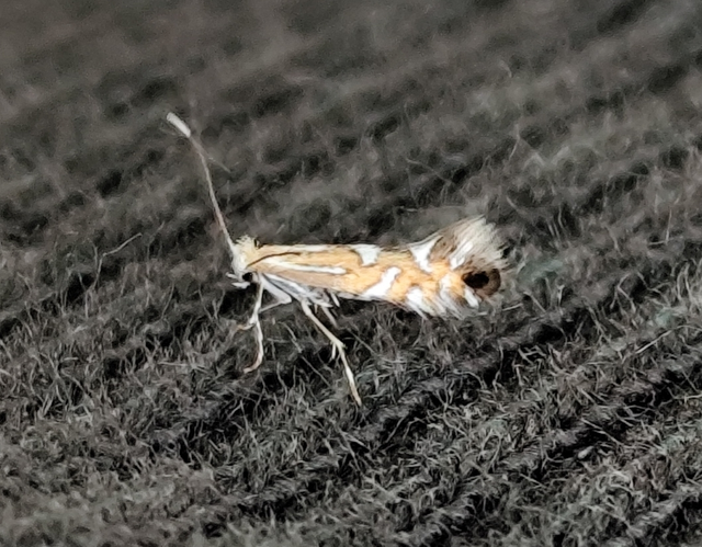 Phyllonorycter strigulatella - hamvaséger-sátorosmoly
