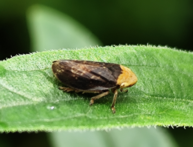 Philaenus