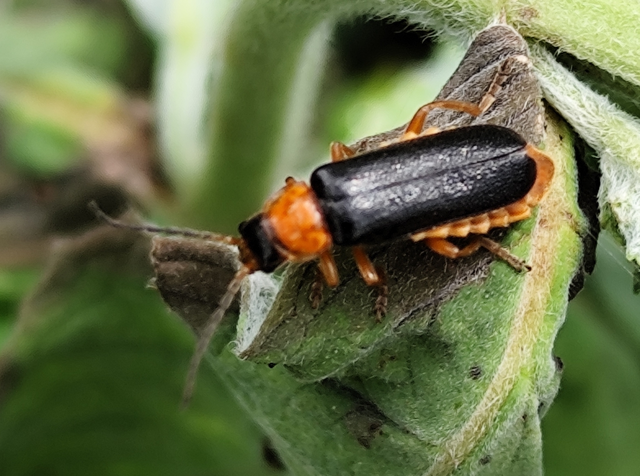 Cantharis flavilabris