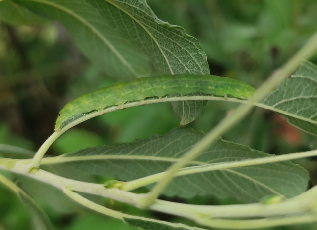 Scoliopteryx libatrix - vörös csipkésbagoly