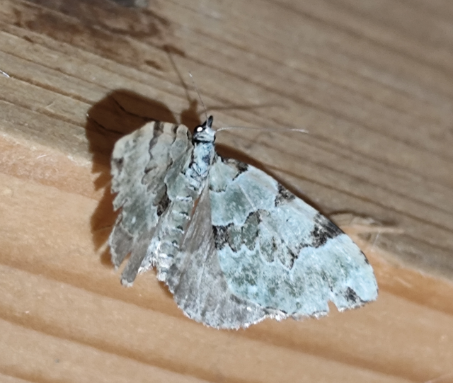 zöld levélaraszoló - Colostygia pectinataria