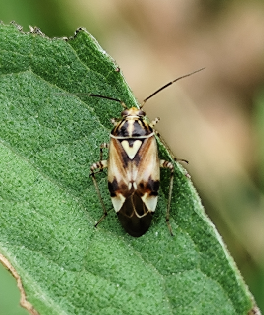 Lygus pratensis - változó mezeipoloska