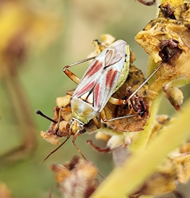 Calocoris roseomaculatus