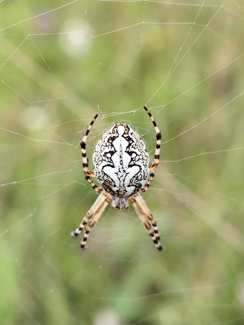 Aculepeira ceropegia - hegyi fehérsávos-keresztespók