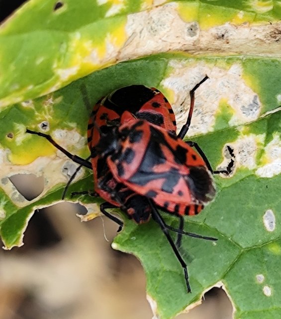 káposztapoloska - Eurydema ventralis