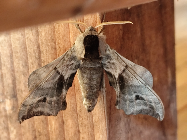 Smerinthus ocellatus - esti pávaszem