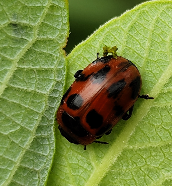 Gonioctena viminalis