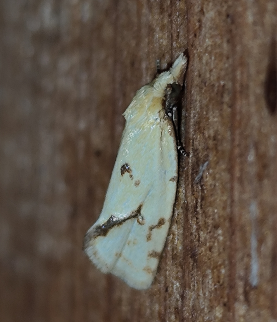 Agapeta hamana - közönséges sárgamoly