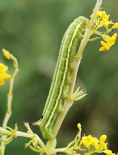 Macroglossum stellatarum - kacsafarkú szender